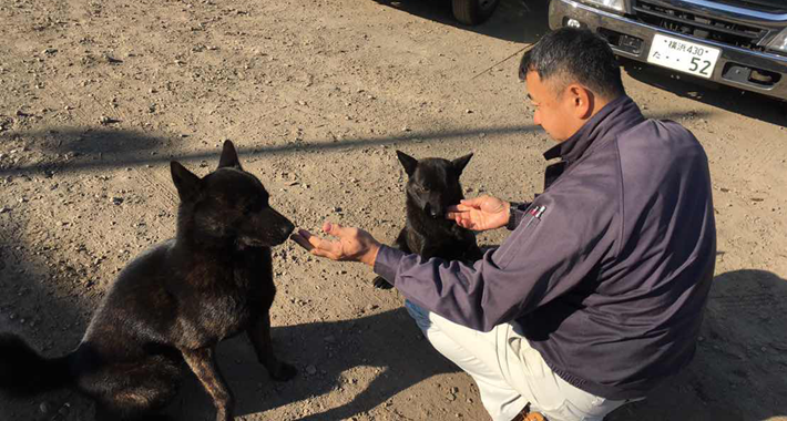 甲斐犬